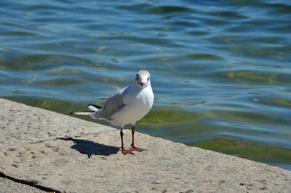 Waterfowl close up gull