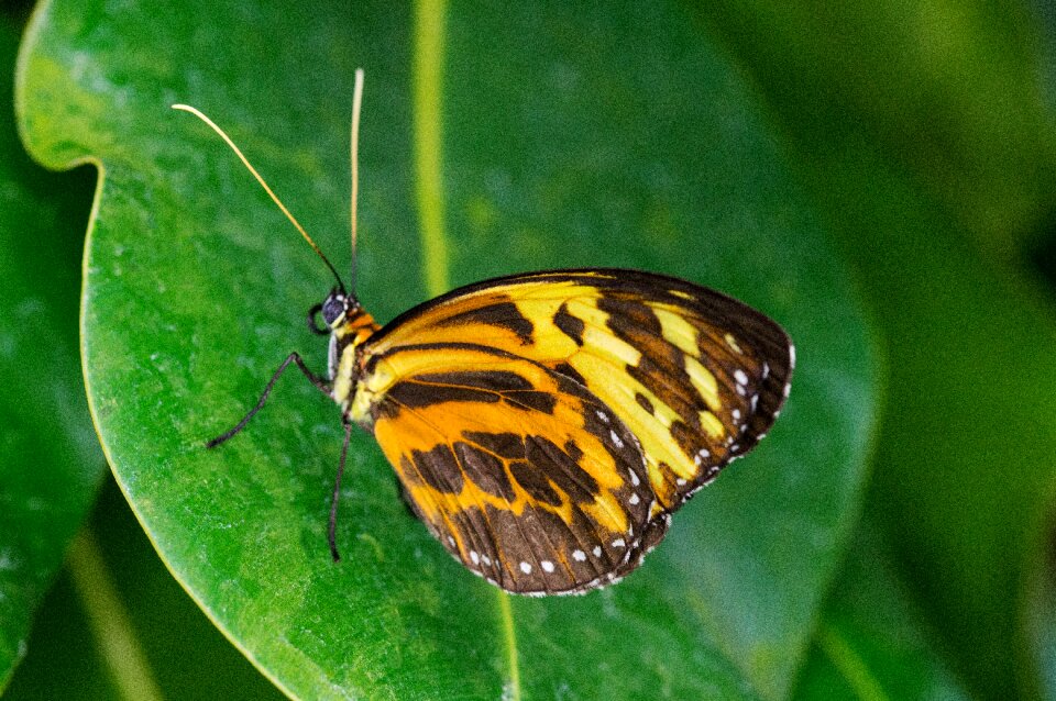 Note-passion butterfly butterfly tithorea harmonia