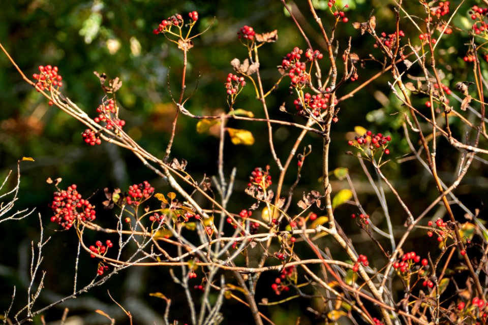 Rowan berries in Brastad 1