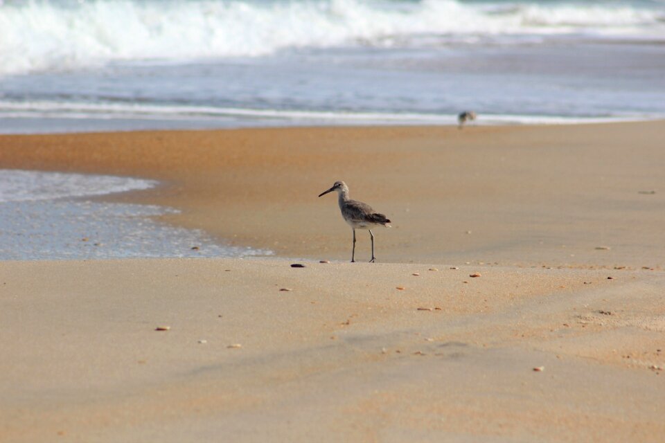 Sand tringa cape hatteras national seashore