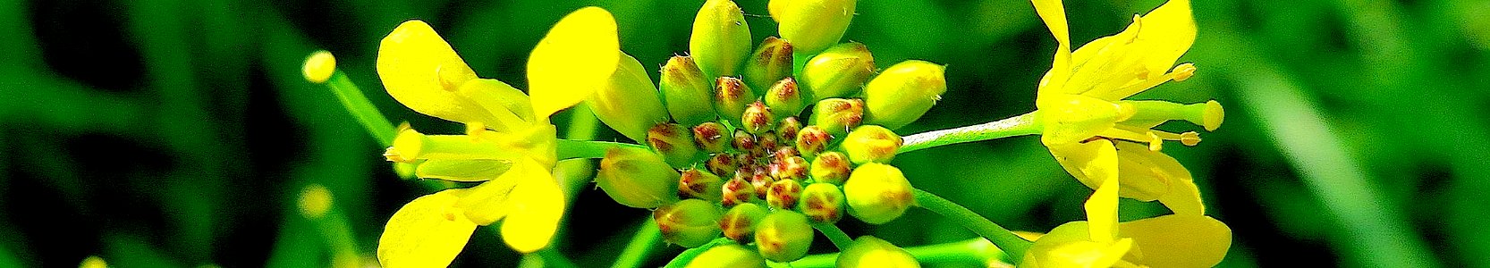 Rorippa sylvestris. Reader