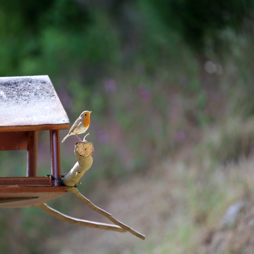 Erithacus rubecula old world flycatcher muscicapidae