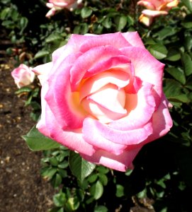 Rosa brigadoon