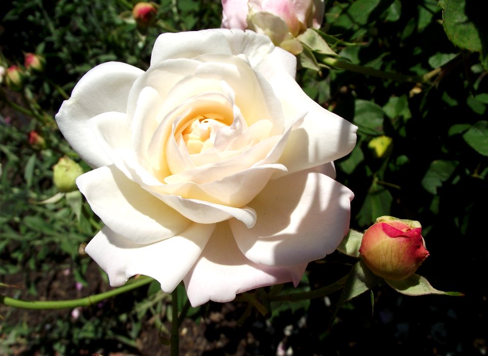 Rosa gruss an aachen