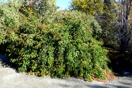 Rosa × odorata - Quarryhill Botanical Garden - DSC03239