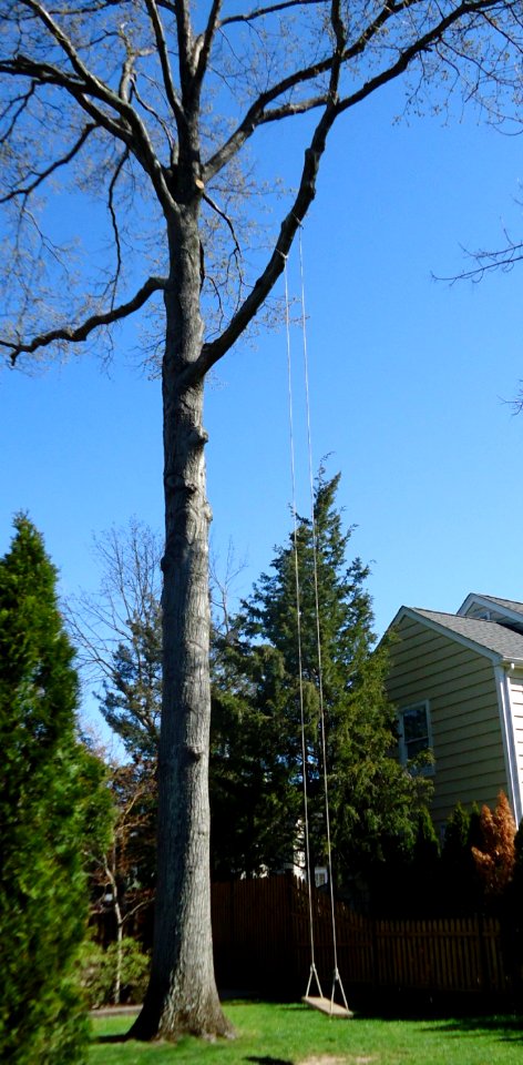 Rope swing really tall Summit NJ photo