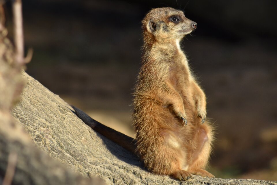 Mammal curious vigilant