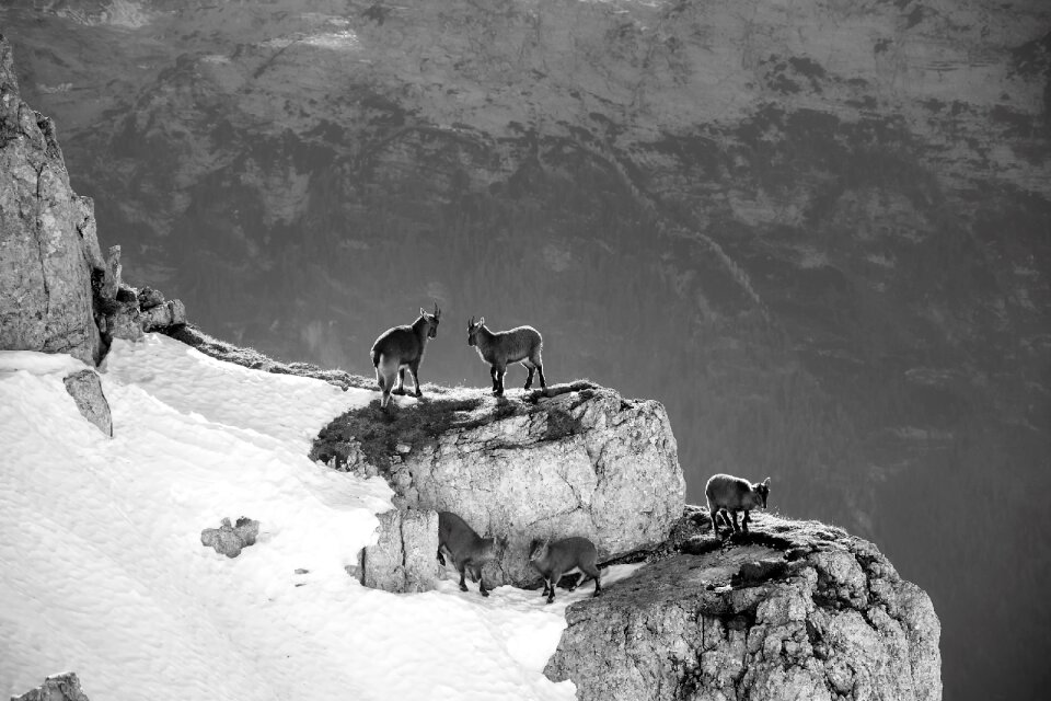 Animals wildlife landscape