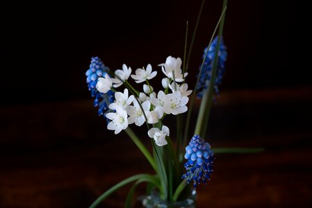 White flowers flower spring flowers