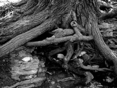 Roots, Fox Chapel, 2015-04-18, 01