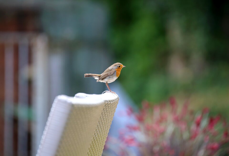 Erithacus rubecula old world flycatcher muscicapidae