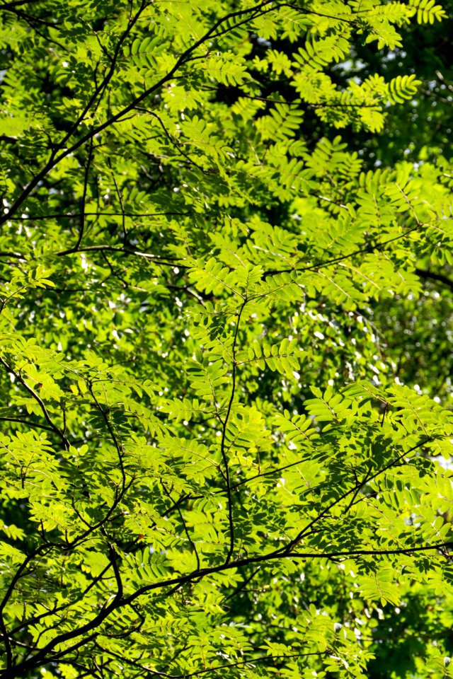 Rowan leaves in Tuntorp, Brastad 3