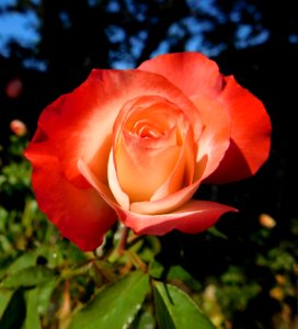 Rosa 'Coretta Scott King'