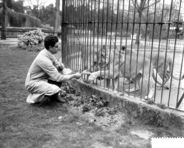 Roofdierenverzorger Frits Verbrugge gered in leeuwenkooi door collega Rudi Sitte, Bestanddeelnr 910-2775