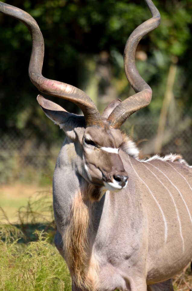 Animal mammal safari