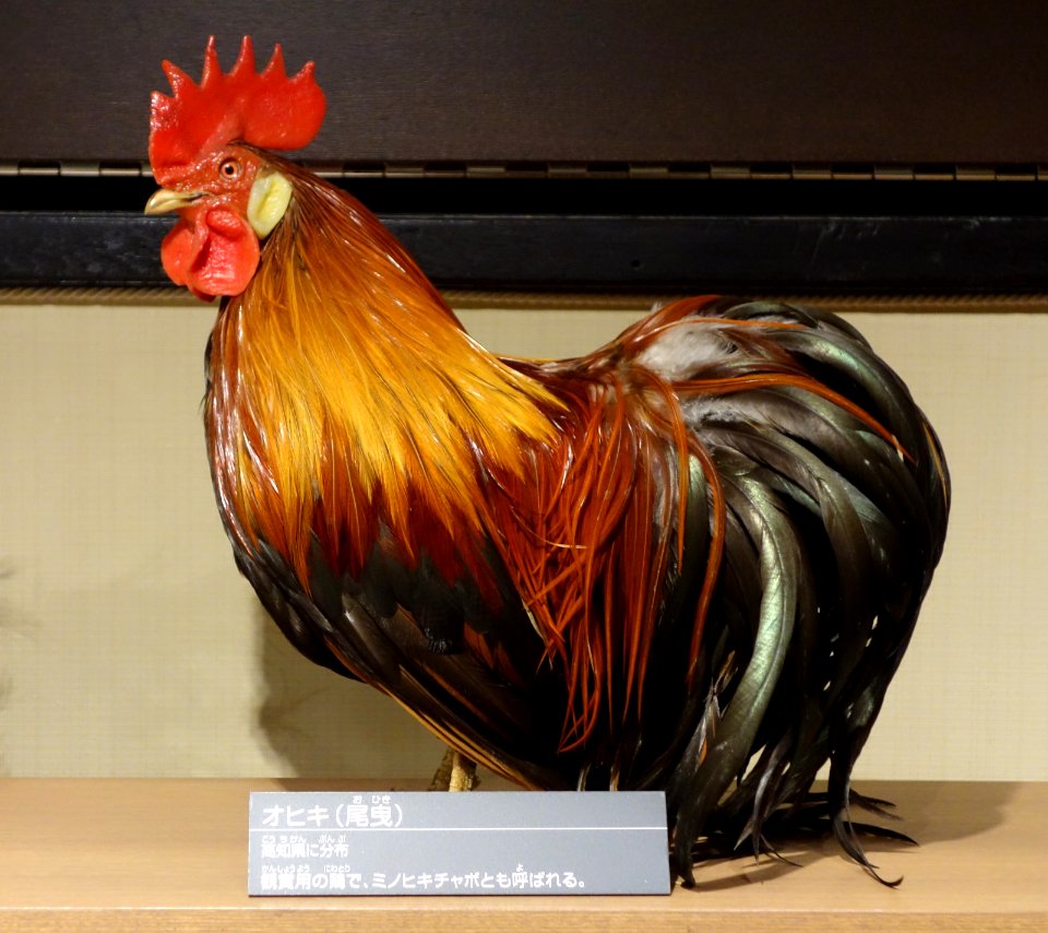 Rooster - National Museum of Nature and Science, Tokyo - DSC07129
