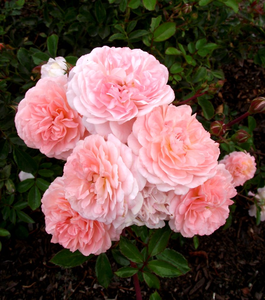 Rosa apricot drift