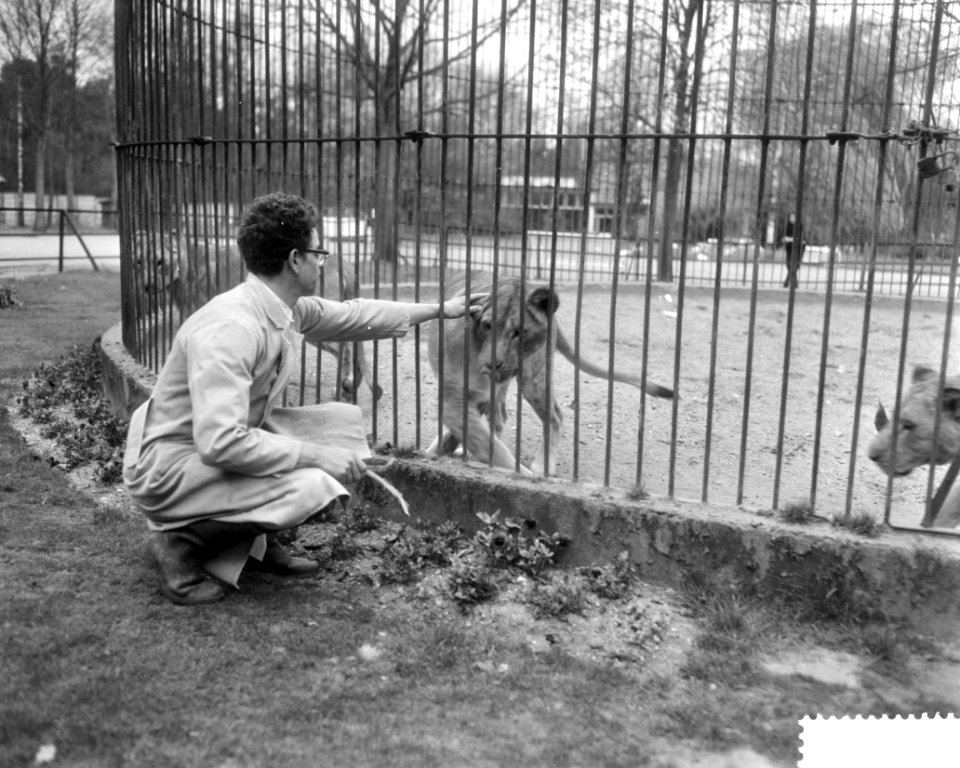 Roofdierenverzorger Frits Verbrugge gered in leeuwenkooi door collega Rudi Sitte, Bestanddeelnr 910-2776