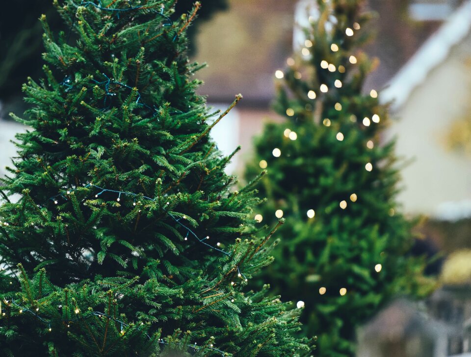 Xmas tree xmas lights pine needles