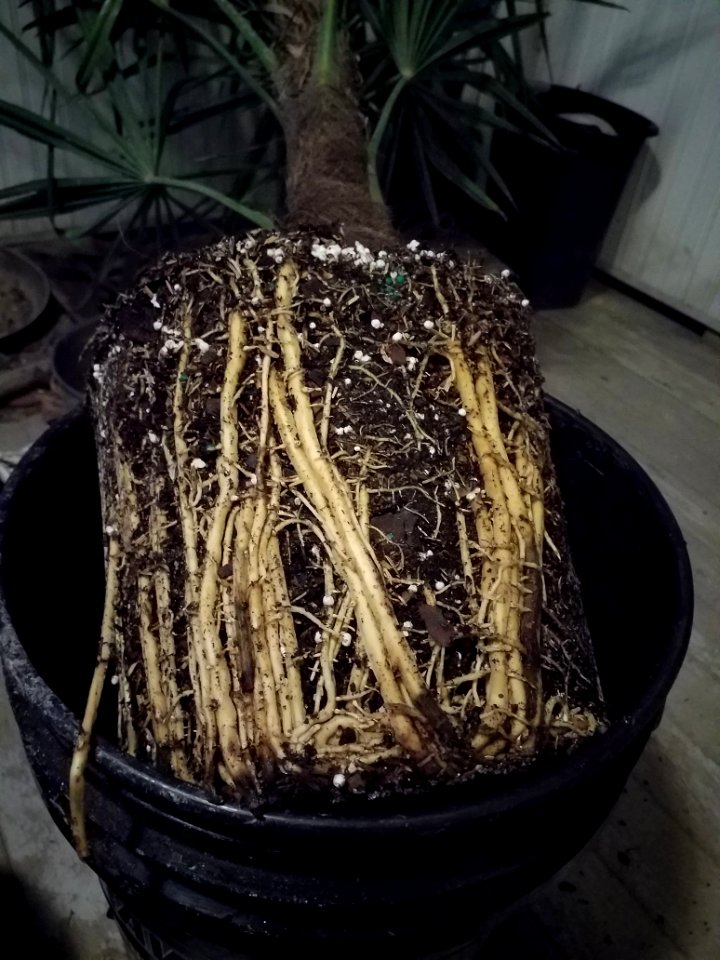 Root bound palm tree