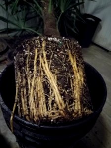 Root bound palm tree