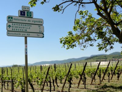 Rorschwihr (Bas-Rhin) véloroute du vignoble (02)