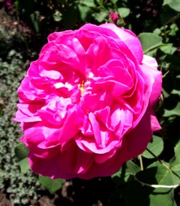 Rosa baronne prevost