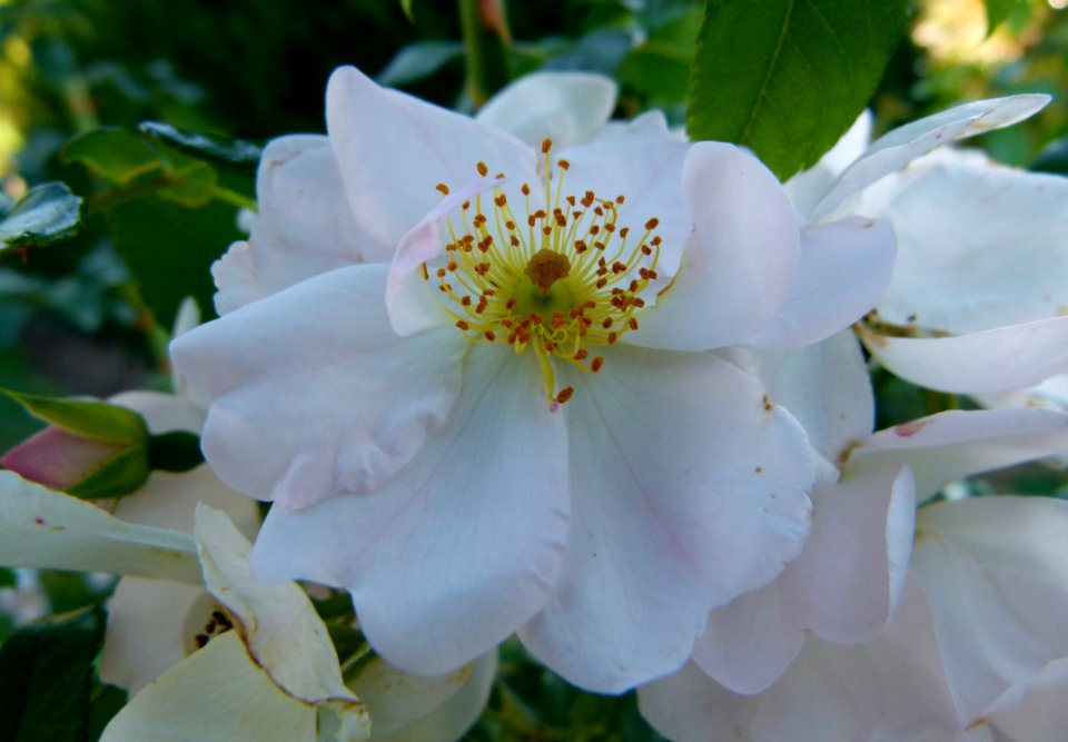 Rosée du matin