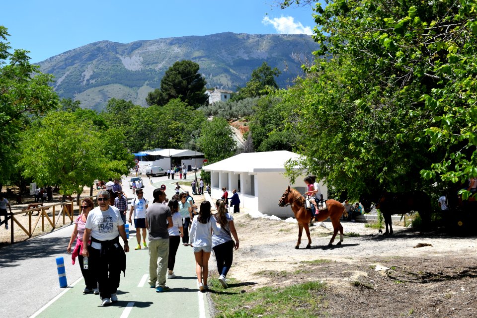 Romería del Cristo del Arroz 2017 19
