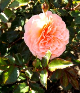 Rosa apricot drift 2