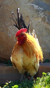 Rooster - Public Domain photo