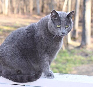 Male large gray photo