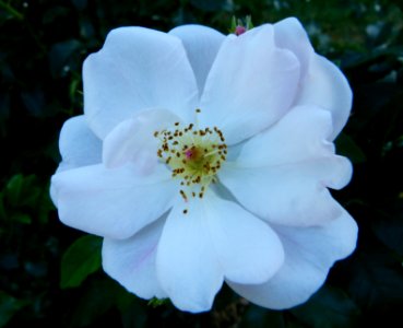 Rosée du matin 2