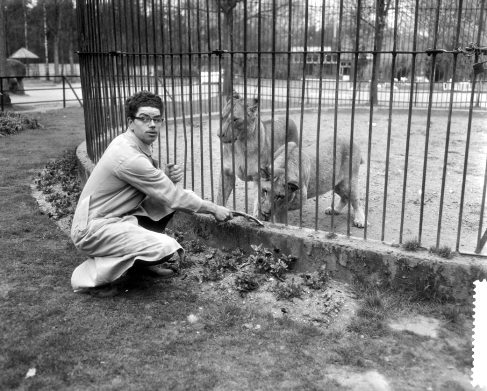 Roofdierenverzorger Frits Verbrugge gered in leeuwenkooi door collega Rudi Sitte, Bestanddeelnr 910-2774