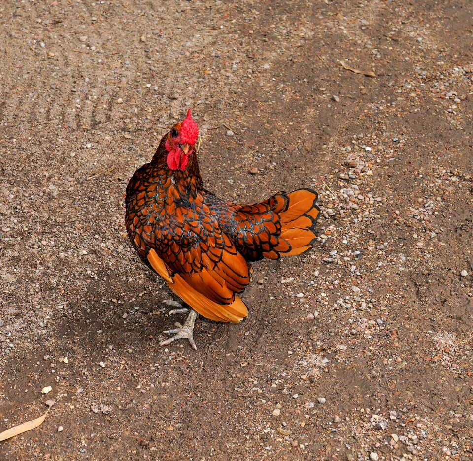 Attention poultry feather