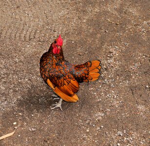 Attention poultry feather photo