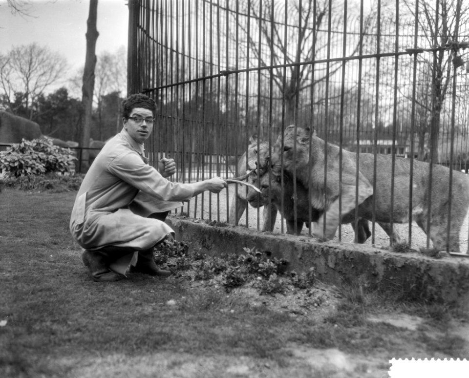 Roofdierenverzorger Frits Verbrugge gered in leeuwenkooi door collega Rudi Sitte, Bestanddeelnr 910-2773
