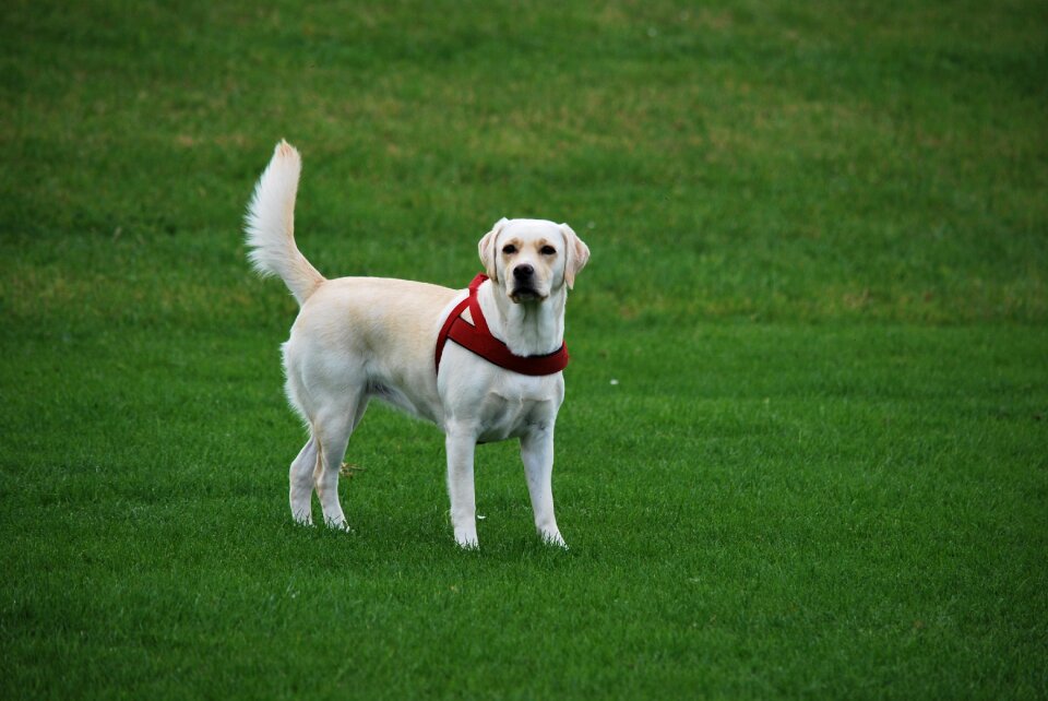Labrador white walk