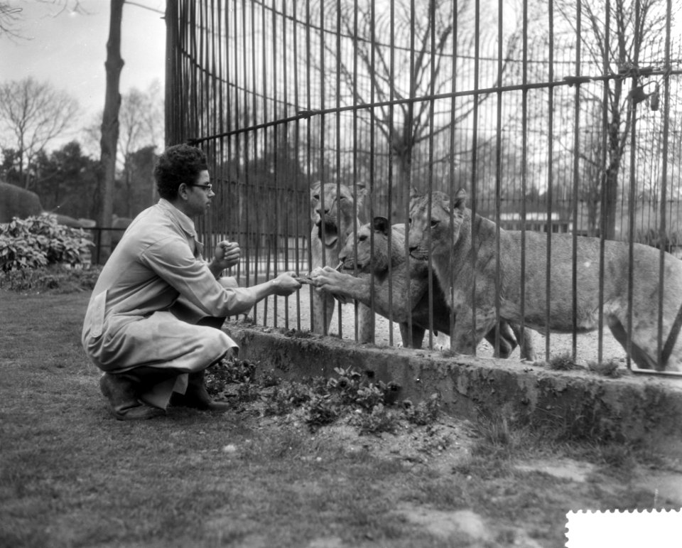 Roofdierenverzorger Frits Verbrugge gered in leeuwenkooi door collega Rudi Sitte, Bestanddeelnr 910-2777
