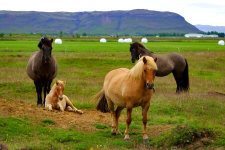 Animal icelanders iceland horse photo