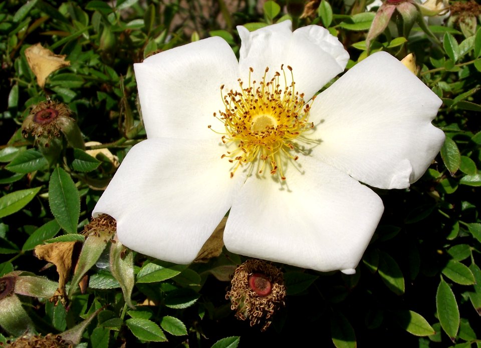 Rosa 'Happenstance'