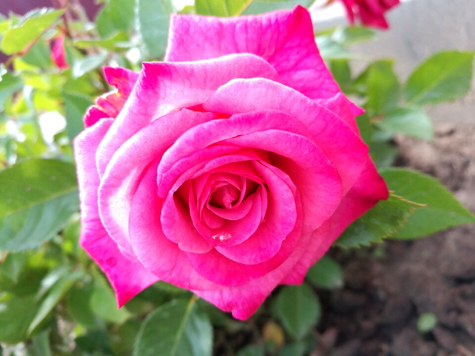 Garden tender rose closeup