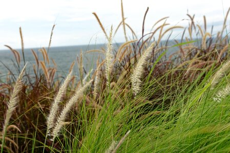 Beach thatched literature and art