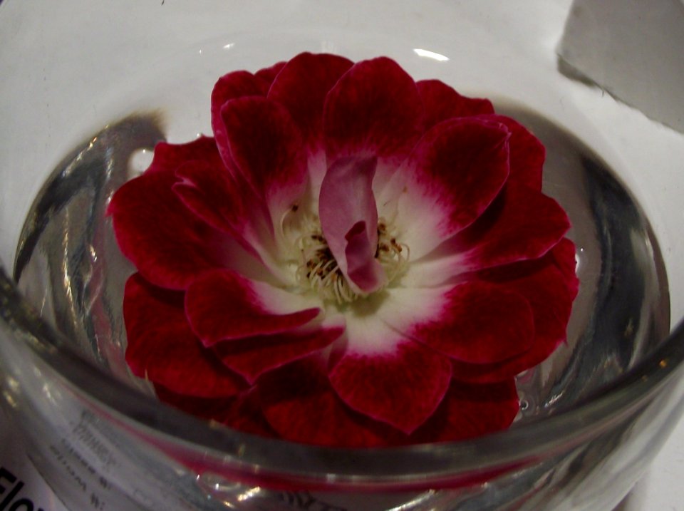 Rosa 'wonderful news'