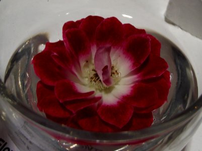 Rosa 'wonderful news'