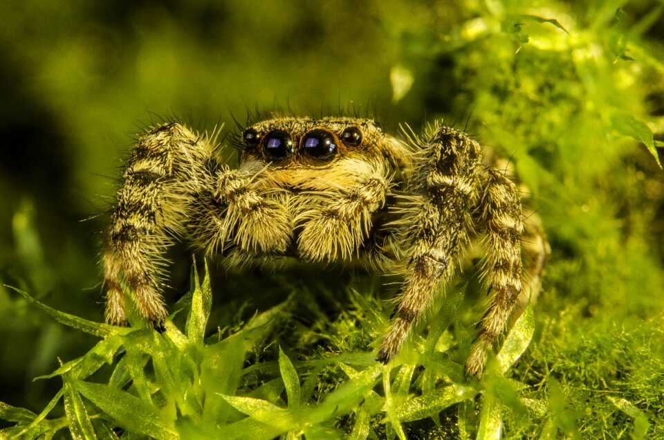 Nature macro hunting