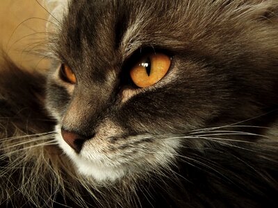 Fluffy cat muzzle cat eyes