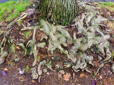 Roots - Arlington, MA - 20201128 102137