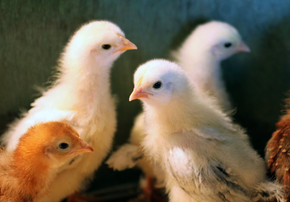 Cherry egger baby feathers