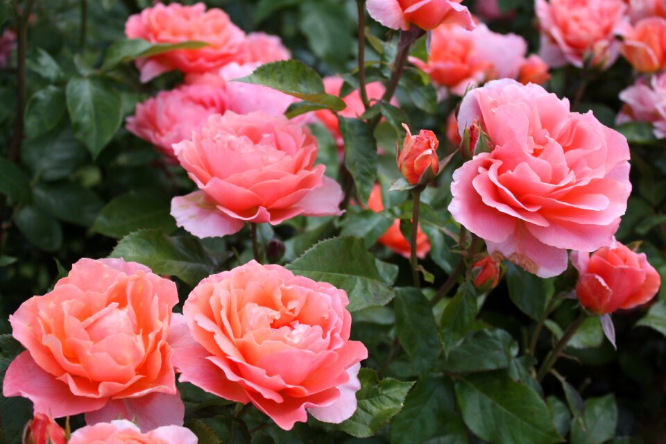Rose festival rose garden romantic